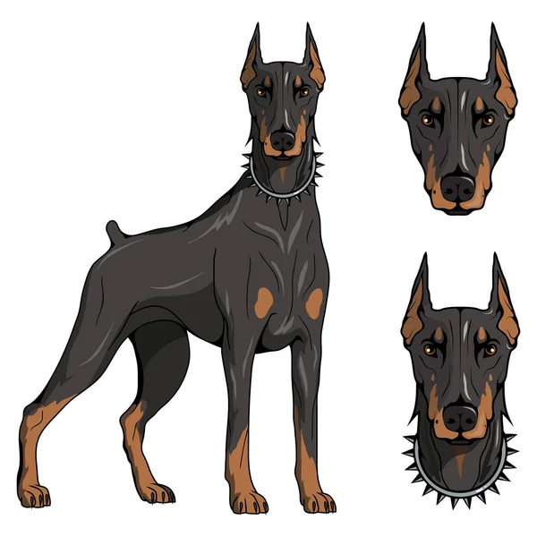 デザイン カラー イラストのロゴやチームのマスコットとして適している 犬の図の色のペット 犬ドーベルマン ペット アメリカのドーベルマン犬ドーベルマン ベクトル グラフィックスを設計するには — ストックベクタ