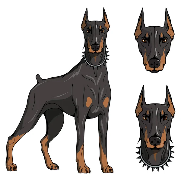 Doberman Pinscher American Doberman Pet Logo Dog Doberman Colored Pets — Stock Vector