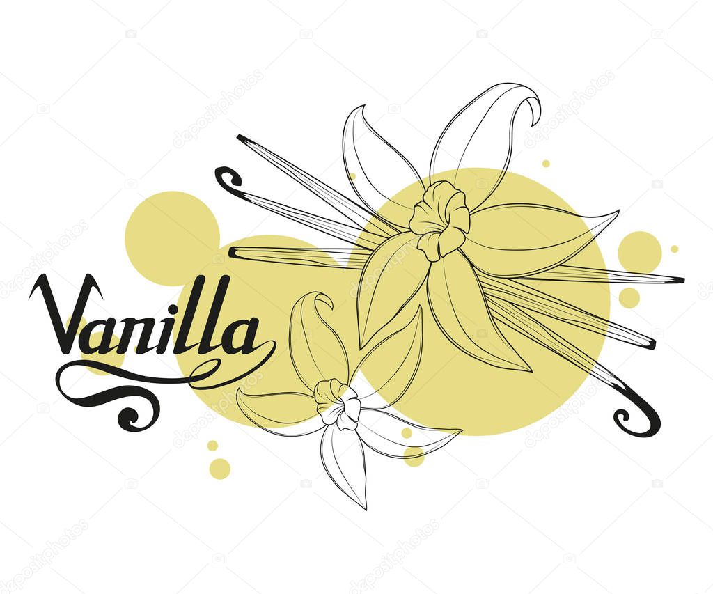 Hand drawn vanilla beans, spicy ingredient, vanilla flower logo, healthy organic food, spice vanilla on white background, culinary herbs, label, food, natural healthy food, vector graphic to design