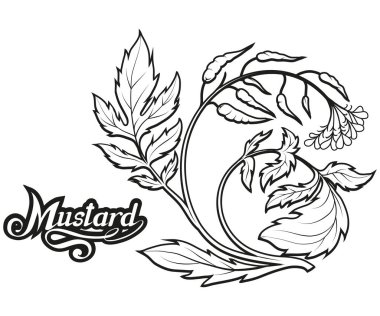El çekilmiş hardal bitki, baharatlı madde, hardal logosu, sağlıklı organik gıda, hardal izole beyaz arka plan, mutfak otlar, etiket, gıda, doğal sağlıklı gıda, vektör grafik tasarımı için baharat