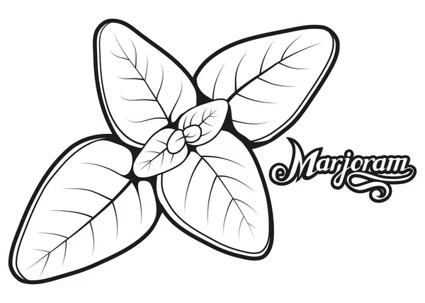 Hand Getekende Marjolein Bladeren Pittige Ingrediënt Marjolein Logo Gezonde Natuurvoeding — Stockvector