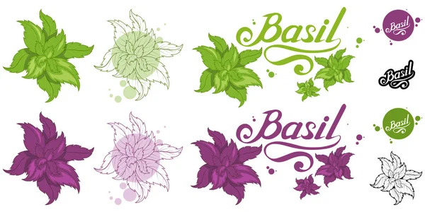 Hand Getekende Basilicum Pittige Ingrediënt Groene Basilicum Logo Gezonde Natuurvoeding — Stockvector