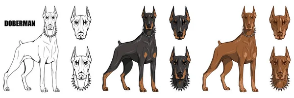 Doberman Pinscher Doberman Americano Logotipo Animal Estimação Doberman Cão Animais — Vetor de Stock