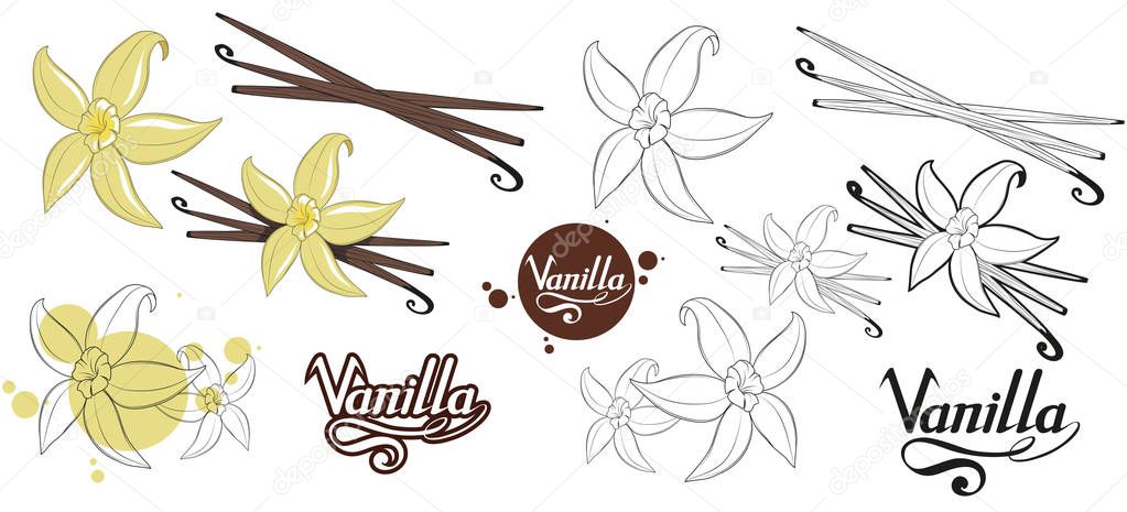 Hand drawn vanilla beans, spicy ingredient, vanilla flower logo, healthy organic food, spice vanilla on white background, culinary herbs, label, food, natural healthy food, vector graphic to design