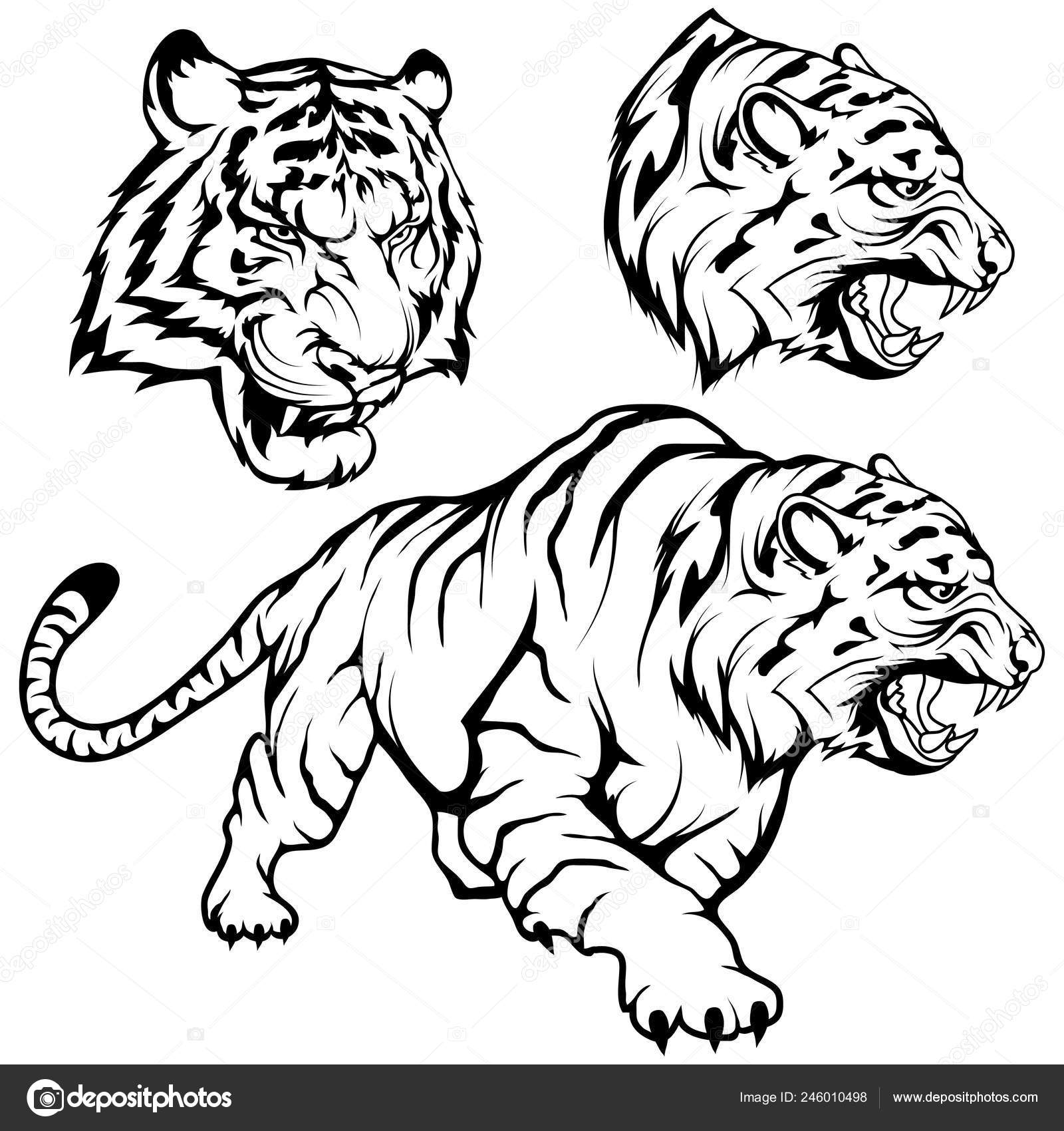 Black And White Illustration Of A Portrait Of A Tiger Stock Illustration   Download Image Now  iStock