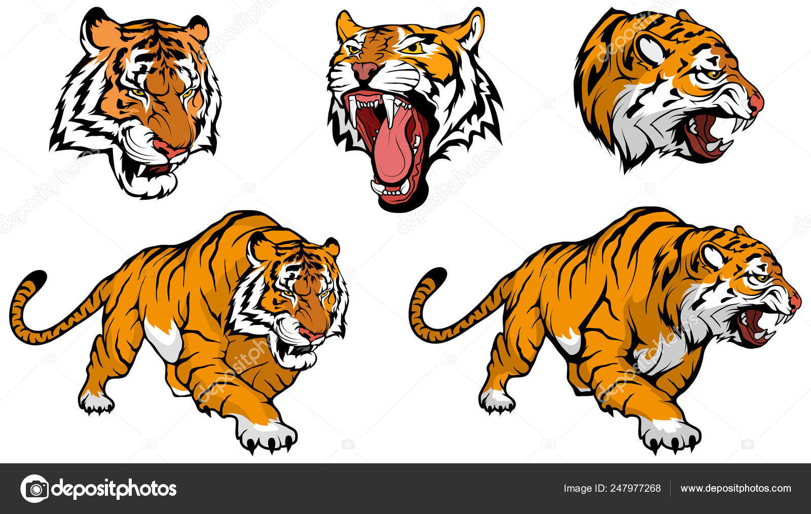 Drawing Bengal Tiger locking or big cat, Stock vector