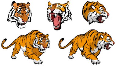 tiger vector set , vector graphic to design clipart