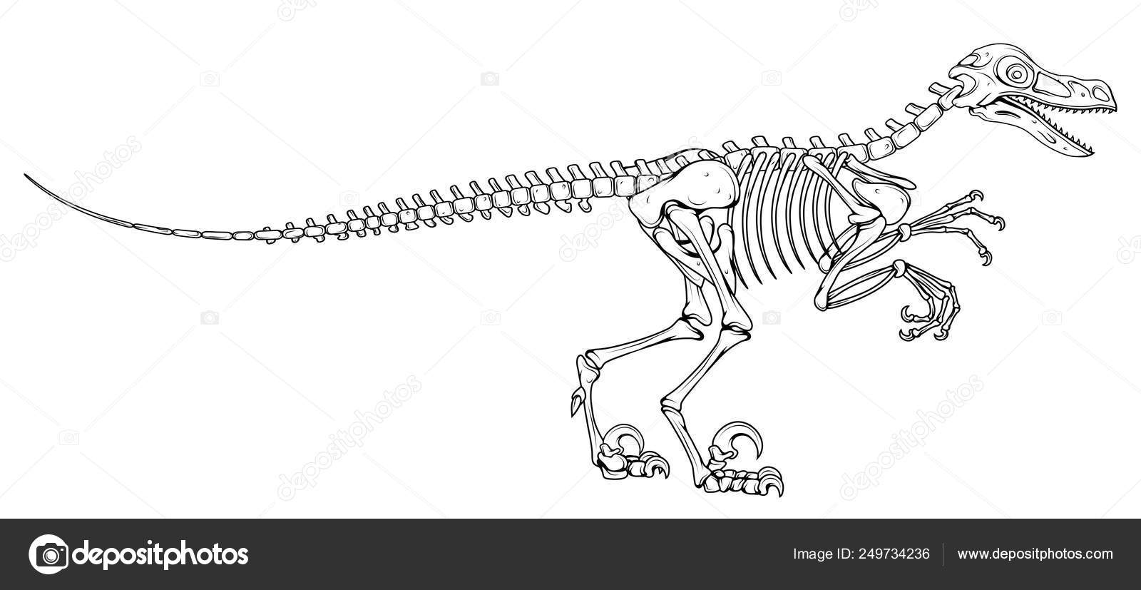 Velociraptor Skeleton Velociraptor Fossil Velociraptor Bones Fossil Dinosaur Vector Graphic To Design Vector Image By C Korniakovstock Gmail Com Vector Stock Velociraptor Skeleton Velociraptor Fossil Velociraptor Bones Fossil Dinosaur Vector Graphic To Design Vector Image By C Korniakovstock Gmail Com Vector Stock