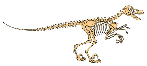 VelociRaptor iskelet, velociraptor fosil, Velociraptor kemikler, fosil dinozor, vektör grafik tasarım — Stok Vektör