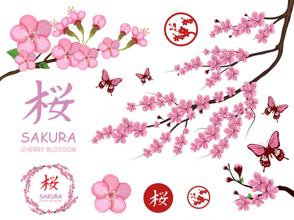 Set with blossom sakura flowers. Cherry flower blossom. Pink sakura flower blossom isolated on white background. Spring cherry tree. Vector graphics to design