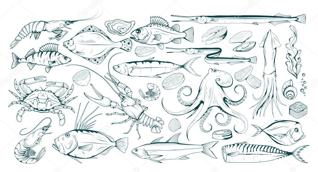 Set of different sea fish and mollusks. Seafood with spice. Fresh sea fish with ingredients. Vector seafood. Fresh fish set. Different sea inhabitants. Vector graphics to design