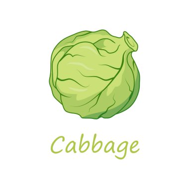 Lahana. Çiğ Lahana Sebze. Taze lahana sebzesi. Borscht Gıda için Yeşil Sebze. Taze Doğal Vegan Ürün. Bitki Maması. Çiğ sebze. Sağlıklı Gıda. Tasarıma vektör grafikleri.