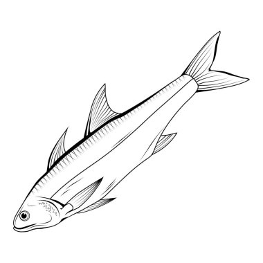 El Çizilmiş Haddock . Deniz Ürünleri. Han. Deniz Balığı.Lezzetli Deniz Ürünleri. Okyanus Sporları Balıkçılık. Taze Deniz Ürünleri Ürün. Lezzetli Haddock. Balık Unu Diyeti. Büyük Best Haddock. Balıkçı -lık. Tasarıma vektör grafikleri.