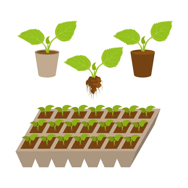 Seedling and plant growing. Vector Graphics to Design. — Stock Vector