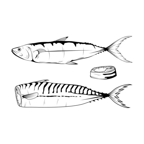 Handgezeichnete Makrele aus dem Atlantik. Meeresfrüchte. Makrele. Meeresfisch.Leckere Meeresfrüchte. Hochseefischen. Meeresfrüchte. köstliche Makrele. Fischernährung. große beste Makrele. Fischerei. Vektorgrafiken zu entwerfen. — Stockvektor