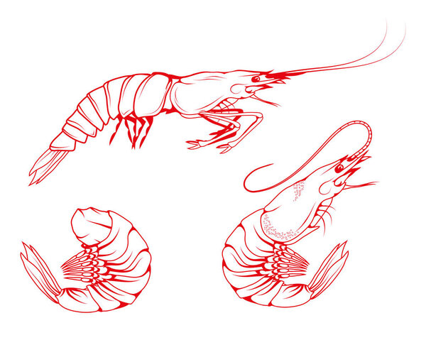 Ручной набор креветок. Морская еда. Морская рыба. Креветки. Вкусные морепродукты. Рыбалка в океане. Свежие морепродукты. Вкусные печеные креветки. Диетическая рыбная еда. Лучшая вареная креветка. Рыбалка. Векторная графика
.