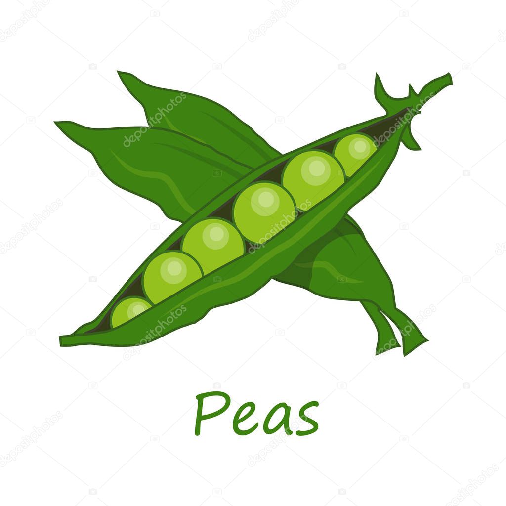 Peas. Raw Peas Vegetable. Fresh Peas Vegetable. Green Vegetable for Raw Food Diet. Fresh Natural Vegan and bean Product. Plant Food. Raw Vegetable. Healthy Food. Vector graphics to design.