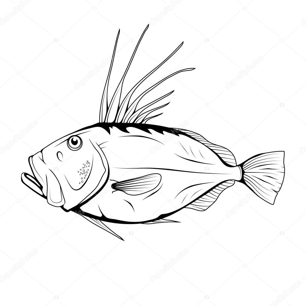 John Dory (Zeus faber). Sea Food. Zeus Faber. Sea Fish.Tasty Seafood. Ocean Sport Fishing. Fresh Seafood Product. Delicious John Dory. Fish Meal Diet. Zeus faber. Fishing. Vector graphics to design.