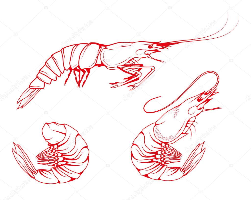 Hand Drawn Shrimp Set. Sea Food. Sea Fish. Shrimp.Tasty Seafood. Ocean Sport Fishing. Fresh Seafood Product. Delicious Baked Shrimp. Fish Meal Diet. Big Best Boiled Shrimp. Fishing. Vector graphics.