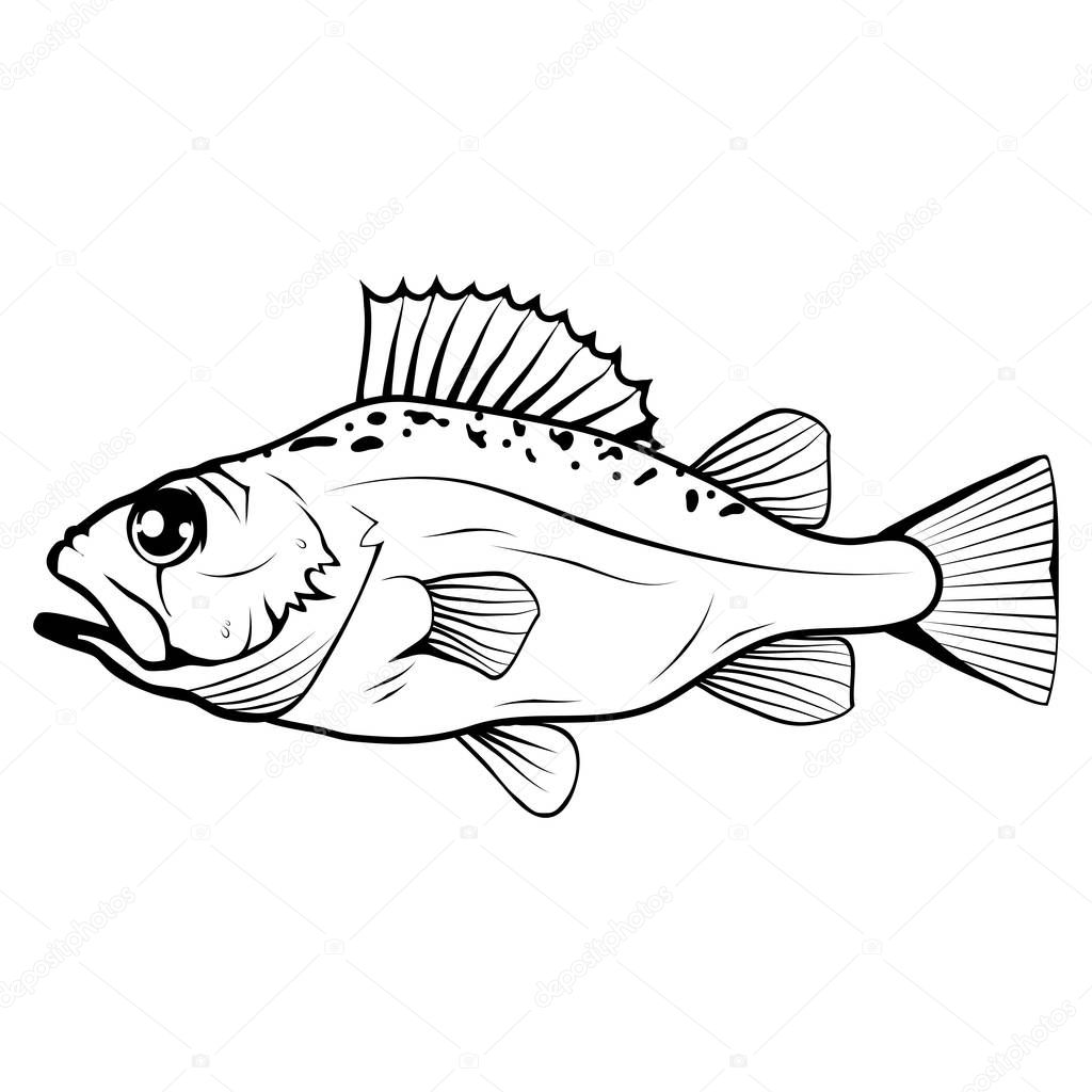 Hand Drawn Bass Fish. Sea Food. Bass Fish. Sea Inhabitants.Tasty Seafood. Ocean Sport Fishing. Fresh Seafood Product. Delicious Bass Fish. Diet. Big Best Bass Fish. Fishing. Vector graphics to design.