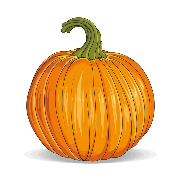 Oranje pompoen-Squash voor Halloween of Thanksgiving. Herfst Halloween pompoen. Vector afbeeldingen om te ontwerpen. — Stockvector