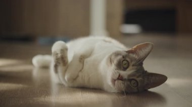 Yeşil gözlü sevimli kedi, tahtadan bir zeminde rahat bir şekilde yatıyor, meraklı ve rahat görünüyor..