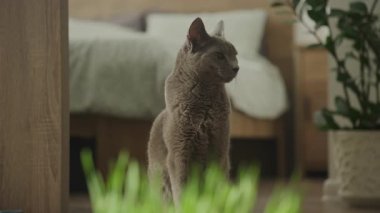 Zarif gri kedi, rahat bir odada yerde sakince oturur. Ön planda bulanık yeşil bir bitki vardır..