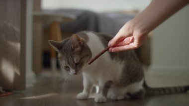 Evcil bir kedi, sahibinin sıcak, doğal ışıkta yakaladığı et çubuğu ikramını tuhaf bir şekilde kokluyor..