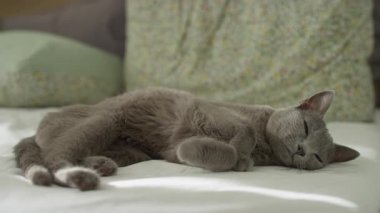 Gri evcil bir kedi yatağında uzanmış, arka planda yastıklarla gün ışığında huzur içinde uyuyor..