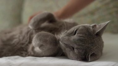 Rahatlamış gri bir kedi gözleri kapalı sırt üstü uzanıyor, ev sahibinin elinden gelen nazik bir göbeğin tadını çıkarıyor..