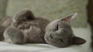 Gri evcil bir kedi yarı kapalı bir yatakta uzanıyor, sakin ve rahat görünüyor, evde huzurlu bir anın tadını çıkarıyor..