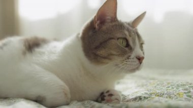 Yeşil gözlü evcil bir kedi çiçek desenli bir yatak örtüsünün üzerinde dinleniyor. Gün ışığında kameradan uzak bir şeye dikkatle bakıyor..