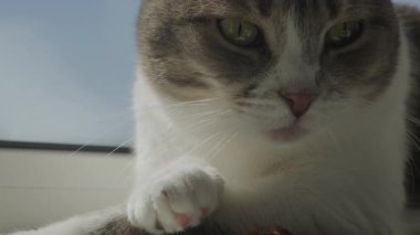 Pencere kenarındaki doğal ışıkta pençelerini yalarken sakin davranışlar ve kişisel bakım içgüdüsü gösteren evcil bir kedi..