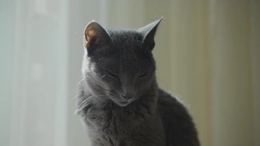 Pencerenin kenarında oturan sakin, gri bir kedinin yakın çekimi, kısmen gölgede, meraklı ve biraz ciddi bir ifadeyle.