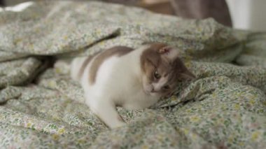 Örtülü bir battaniyeyle yatakta uzanmış meraklı kedi, neşeyle örtülerin altında hareket eden gizli bir ele saldırıyor ve tırmalıyor..