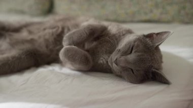 Sevimli gri kedi pençeleriyle yan yatmış, rahat bir şekilde dinleniyor gün ışığında, rahat bir evde..