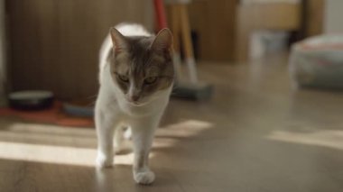 Kapalı alanda yeşil gözlü, dudaklarını yalayan ve meraklı görünen, muhtemelen yiyecek ya da ikram bekleyen evcil bir kedinin yakın çekimi..