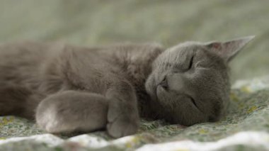 Çiçekli bir battaniyenin üzerinde dinlenen gri bir kedinin yakın çekimi, rahat ve huzurlu bir ifadeyle evde rahat bir şekilde uyuyor..