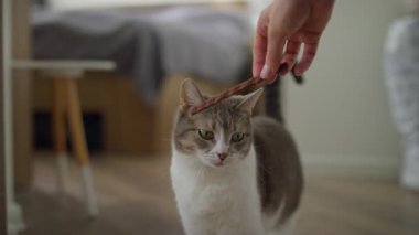 Aç evcil kedi, sahibinin sunduğu şeker çubuğunu ısırmaya can atıyor. Sıcak bir ev ortamında, yumuşak ışıkla..