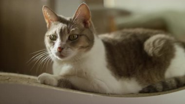 Odaklanmış bir tekir kedi ve beyaz kedi, sıcak kapalı bir ışıkta bir kazı kazanın üzerinde uzanıyorlar, evde uyanık ve rahat görünüyorlar..