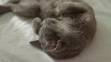 Yumuşak doğal ışıkta bir yatakta uzanan gevşemiş gri bir kedinin yakın çekimi, sakinlik, rahatlık ve sıcak bir iç mekan havası sergiler..