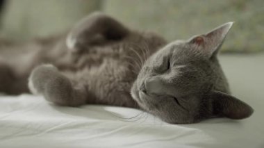 Sakin, gri bir kedi, gün ışığında beyaz bir yatakta uyuyor. Huzurlu ve rahat bir ev ortamını yakalıyor..