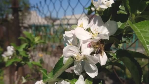 蜜蜂坐在白色的苹果花和授粉开花苹果树在一个阳光明媚的春天天花园 — 图库视频影像