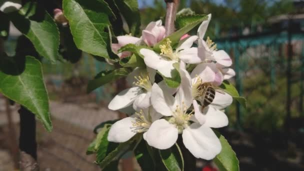 Honey Bee Bestuiven Witte Bloem Bloesem Van Appelboom Zonnige Lentedag — Stockvideo