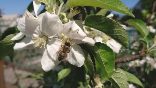 Honungsbiet Pollinerar Vit Apple Trädgården Soliga Vårdag Naturen Våren Bakgrund — Stockvideo