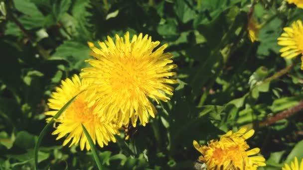 美丽绽放的黄色 Blowball 花和绿叶在春天阳光明媚的日子里摇摆着风 — 图库视频影像