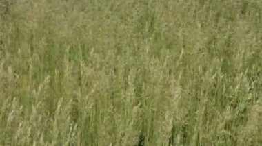 Rüzgarda hareketli güzel yeşil çim dalgalar. Doğal çayır ot alan arka plan.