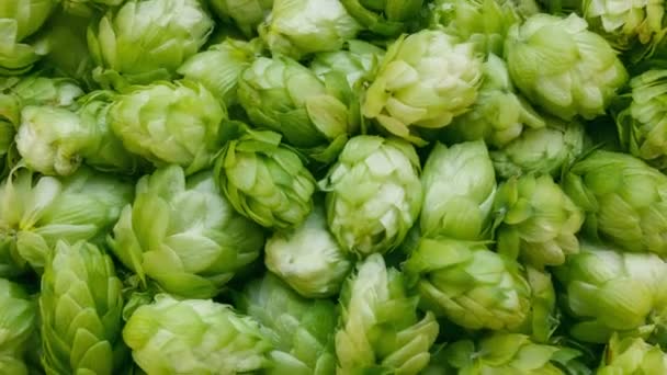 Close Footage Fresh Green Hop Cones Plant Making Beer Bread — Stock Video