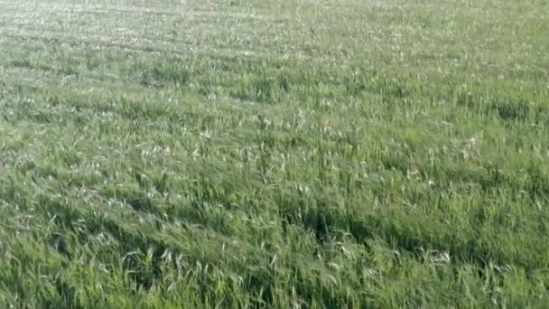 空中射击 飞越绿色的麦田 风吹拂麦草 农业收获之上的运动 4K段美丽草地的画面 — 图库视频影像