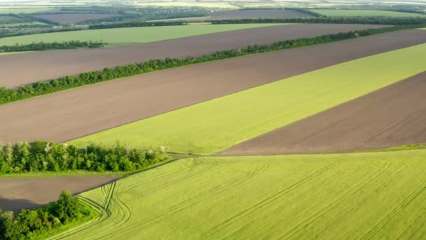 夏の晴れた日に牧草地や小麦畑の空中ビュー 田舎の風景の上に高い高度での四角形の飛行 4Kグリーンフィールドの映像 — ストック動画